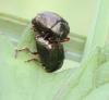Chrysolina bankii